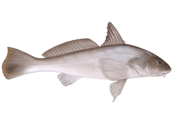 southern kingcroaker